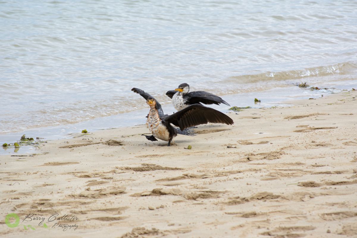 two Little Pied Cormorants walking on a beach