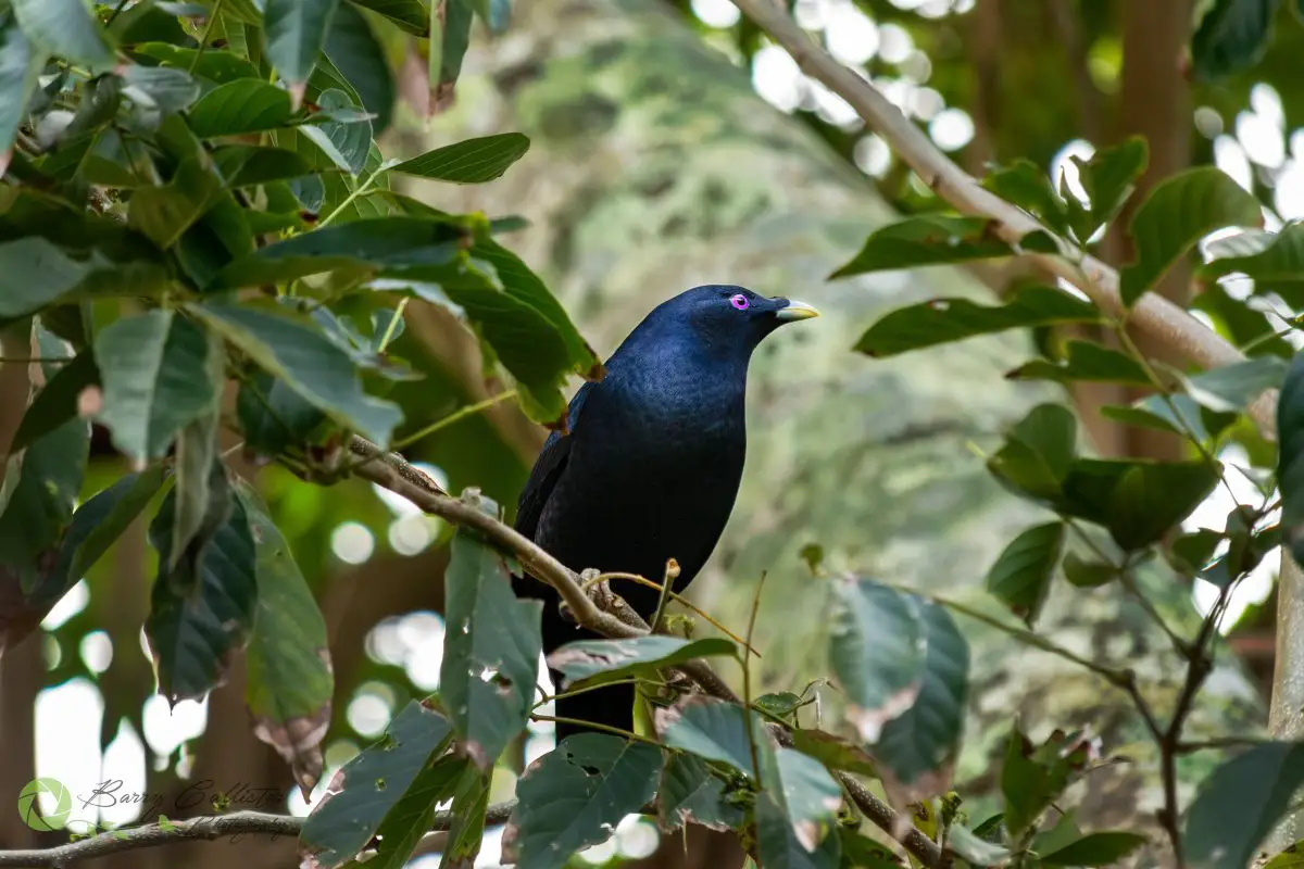 a male Satin Bowerbird perched in a tree