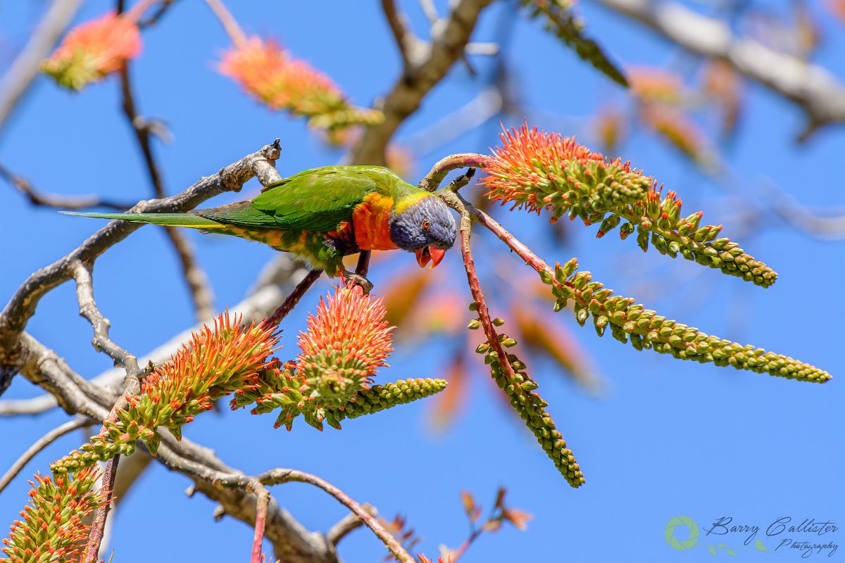 a Rainbow Lorikeet perched in a tree