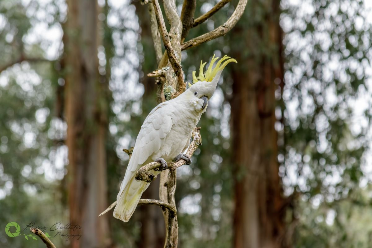 a Sulphur-crested Cockatoo perched in a tree