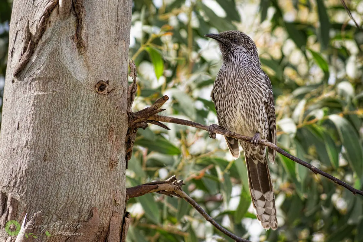 a Little Wattlebird perched in a tree