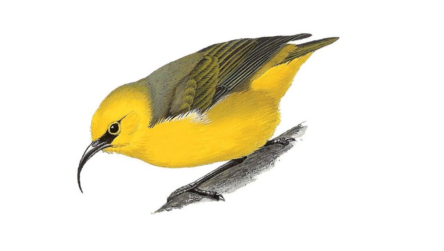 an illustration of a male Maui Nukupuu bird
