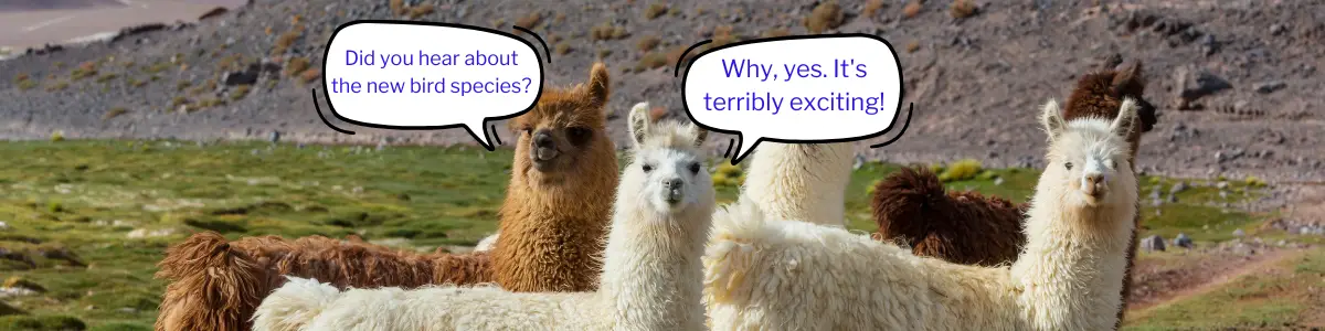 five llamas standing in a field. one is asking "Did you hear about the new bird species?" Another is replying "Why, yes, it's terrible exciting!"