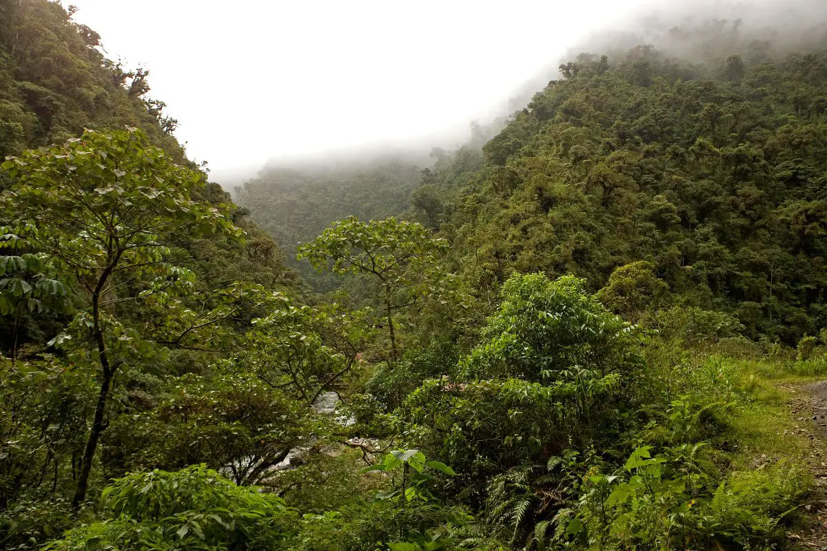 a view of rainforest in Manu National Park in Peru