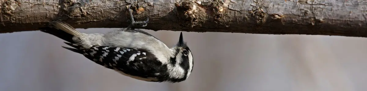 a Downy Woodpecker clinging upside down to a branch