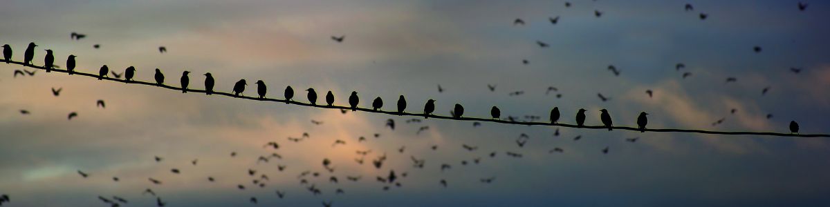 European Starlings perched on a wire with more flying in the background