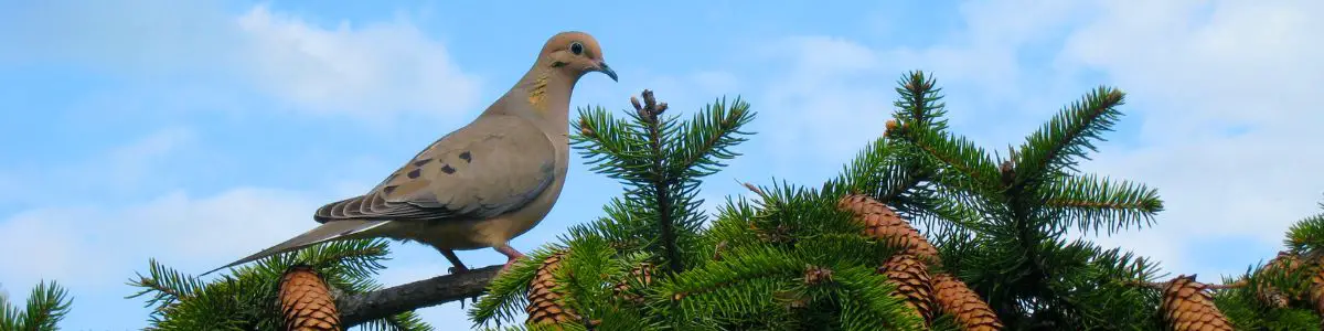 a Mourning Dove perched on the branch of a pine tree