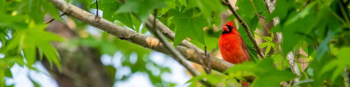 a Northern Cardinal perched in a tree