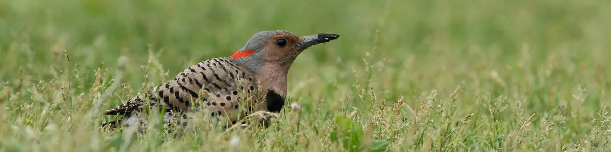 a Northern Flicker crouched in grass