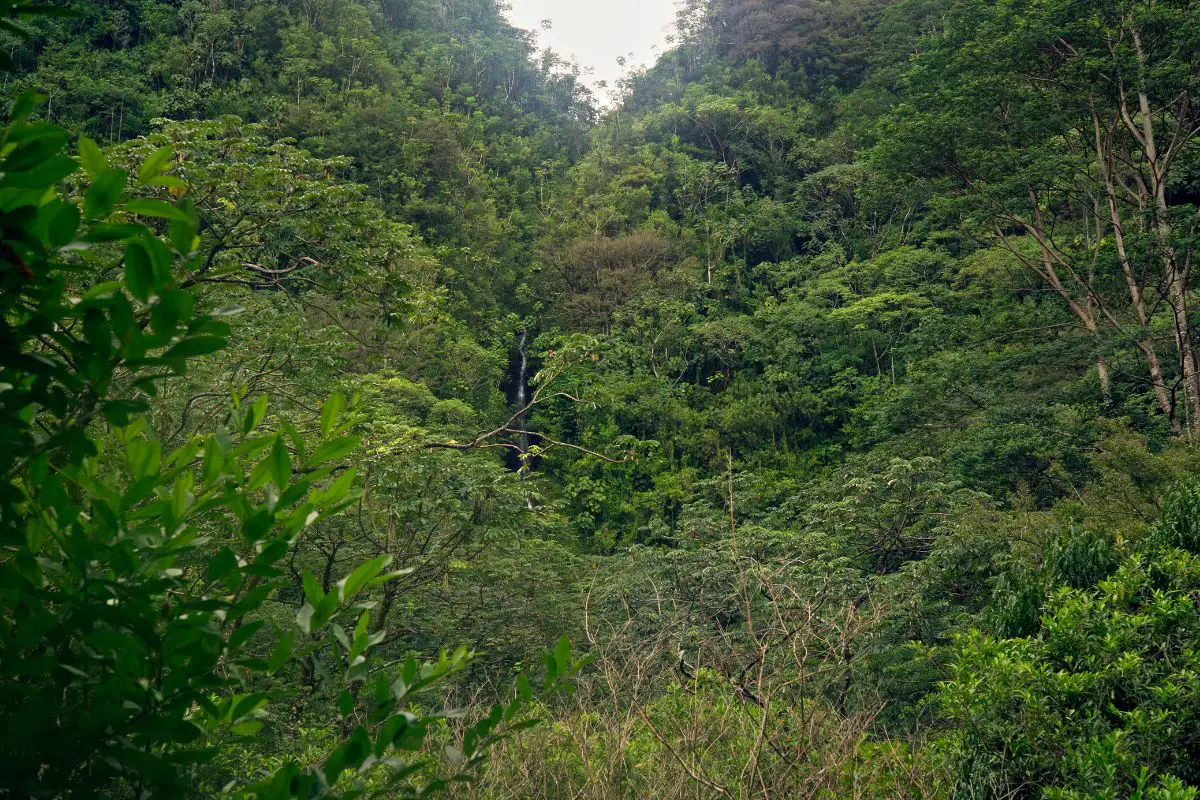 a view of tropical jungle in Oahu, Hawaii with a waterfall just visible in the center