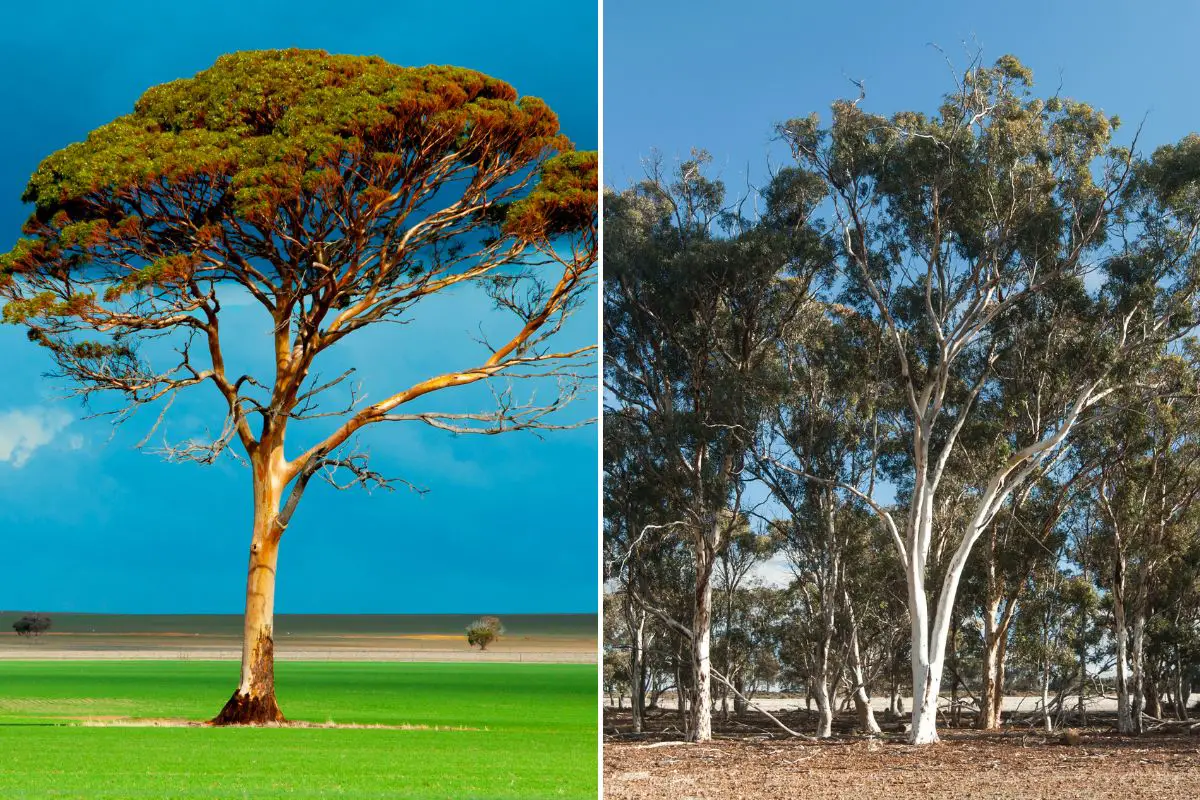 a Salmon Gum Tree on the left and Wandoo trees on the right