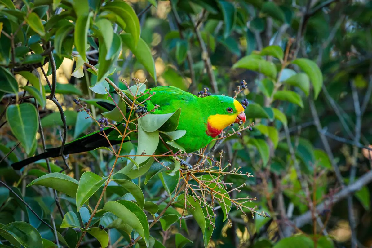 a male Superb Parrot feeding in a tree