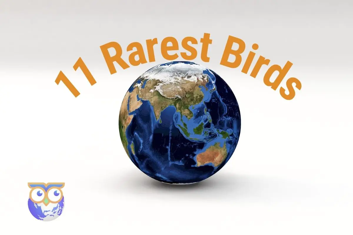 a digital image of Earth on a white background with the text 11 rarest birds curved above it