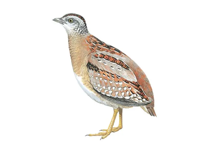 an illustration of a male Buff-breasted Buttonquail, one of the rarest birds in the world