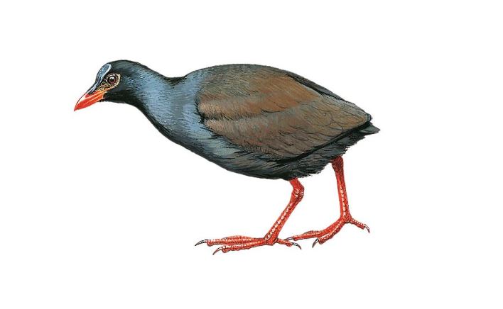 an illustration of a Makira Moorhen, one of the rarest birds in the world