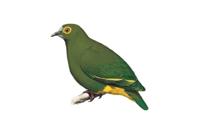 an illustration of a Negros fruit dove one of the rarest birds in the world