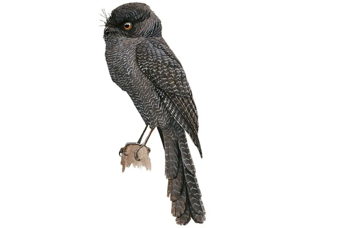 an illustration of a New Caledonian Owlet-nightjar bird