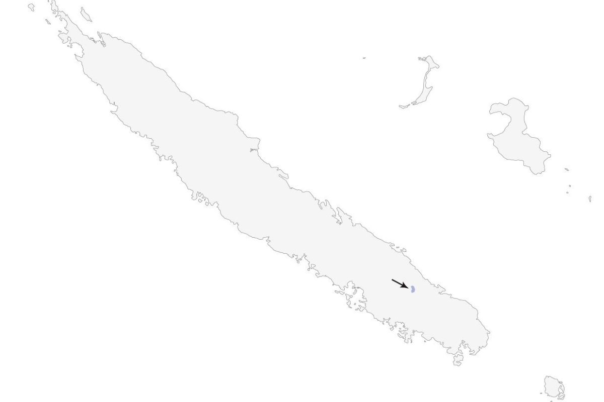 a map of New Caledonia showing the location where New Caledonian Owlet-nightjars have been found