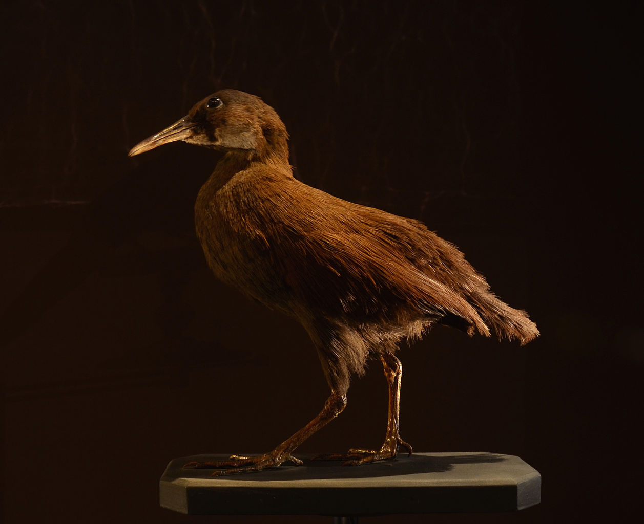 a stuffed specimen of a new caledonian rail one of the rarest birds in the world