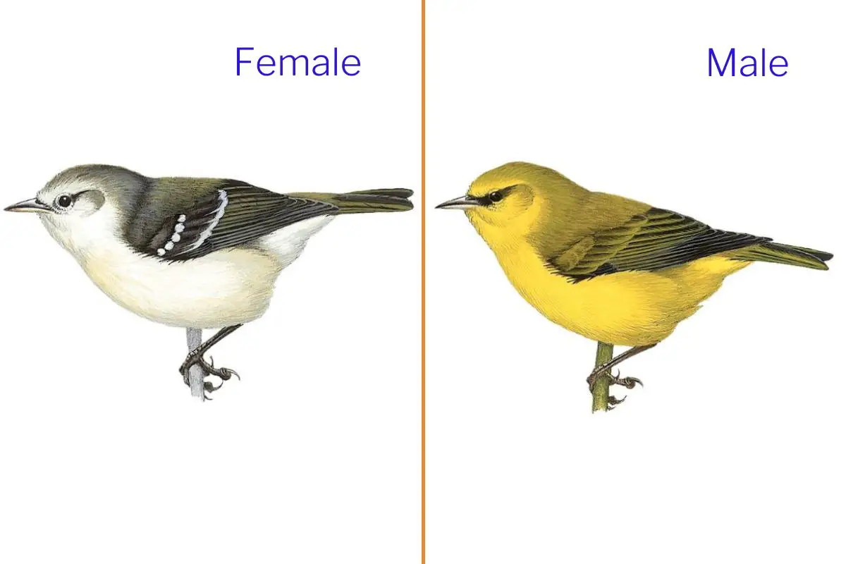 illustrations of the male and female Oahu Alauahio bird