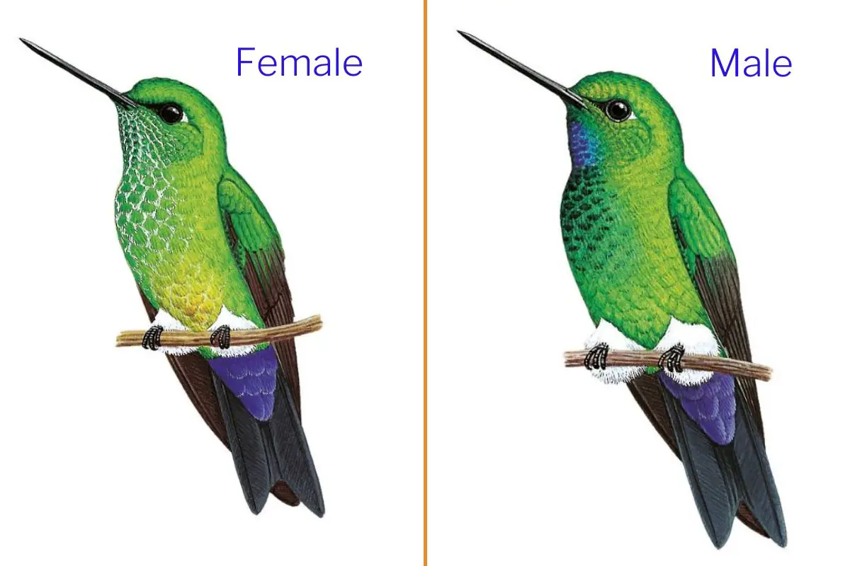 a male and female turquoise-throated puffleg