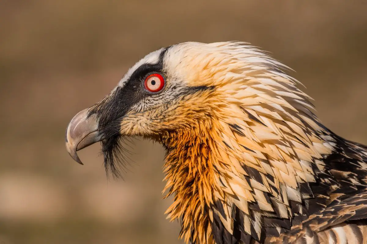 a close-up of a Bearded Vulture's head and neck