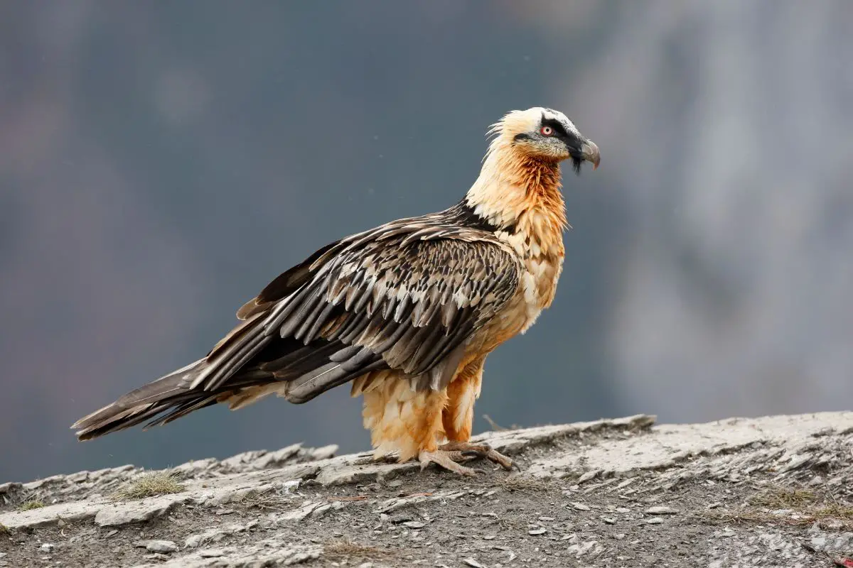 a Bearded Vulture standing on a rock
