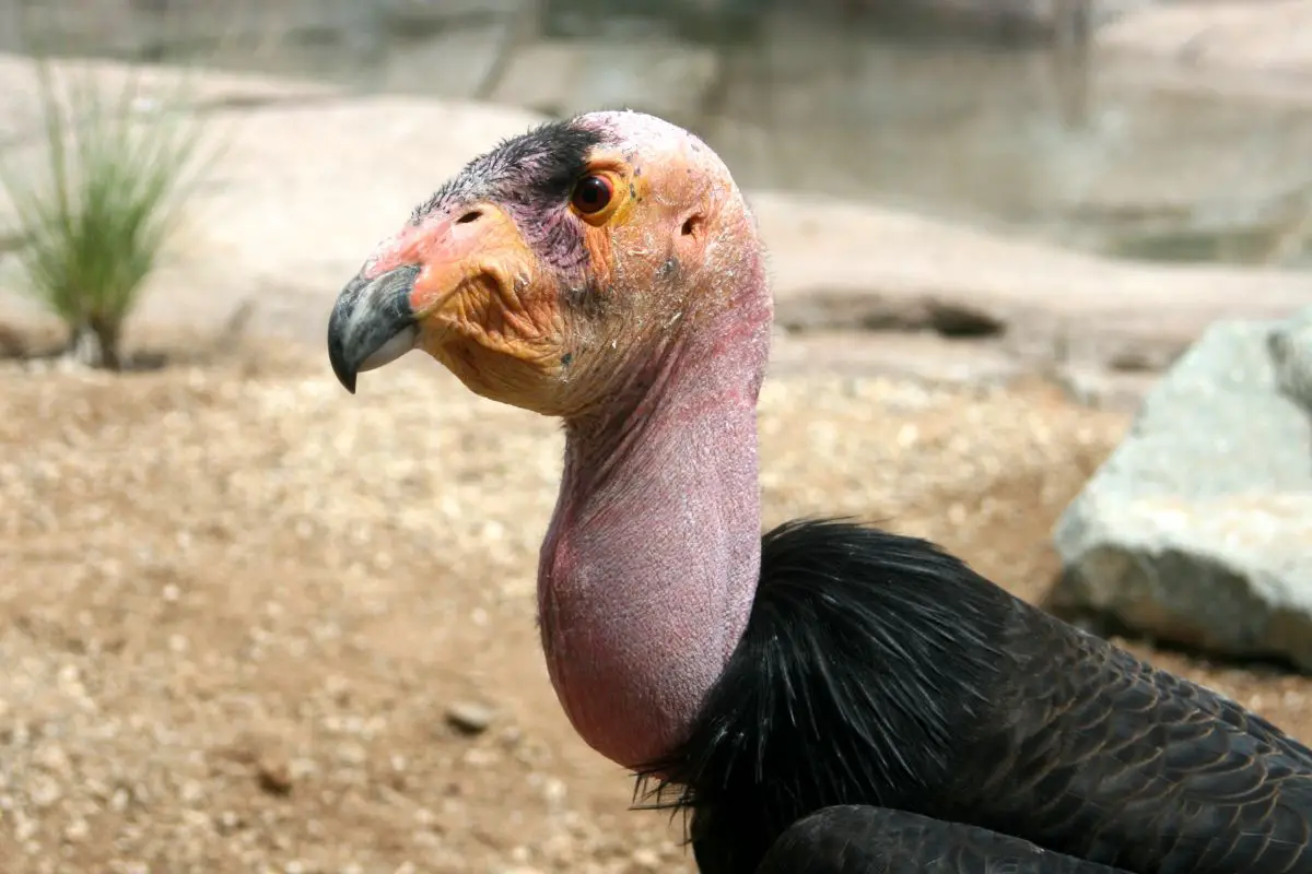 a California Condor close up