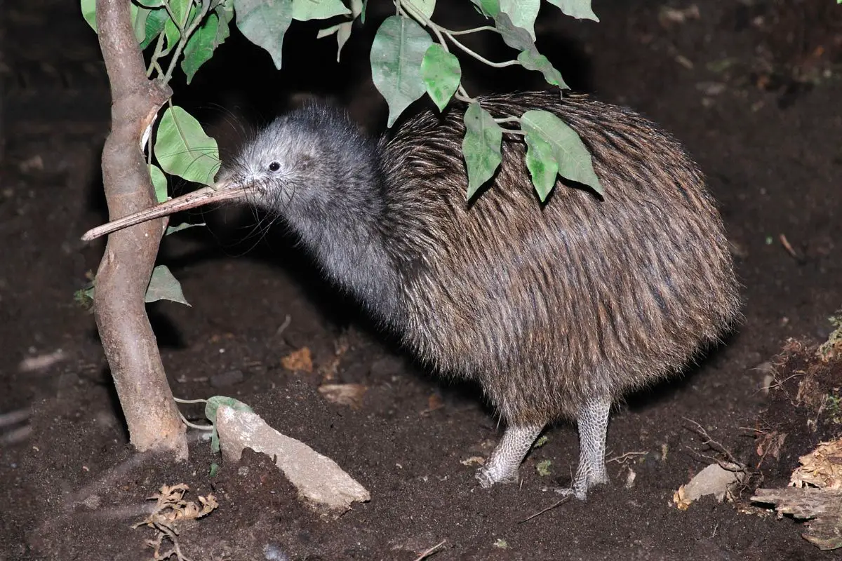 an unusual bird the common kiwi