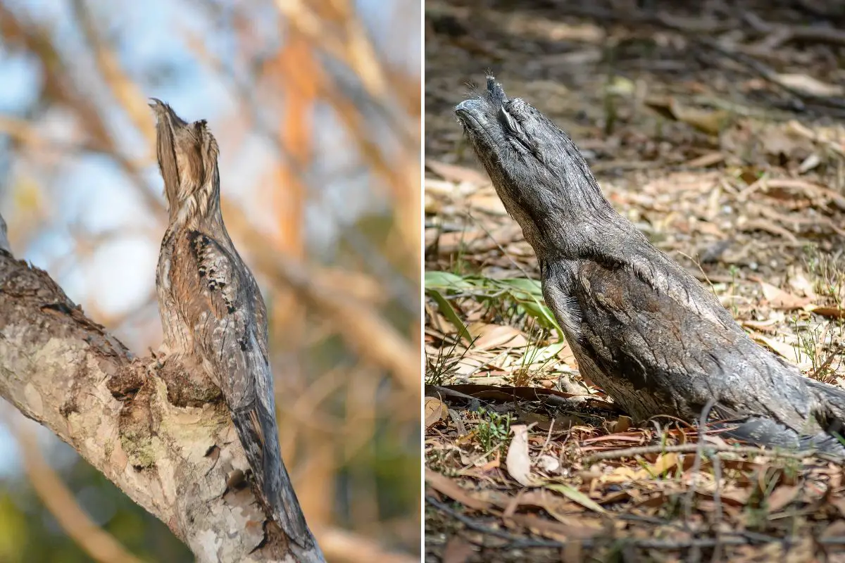 a common potoo (left) and a tawny frogmouth (right)