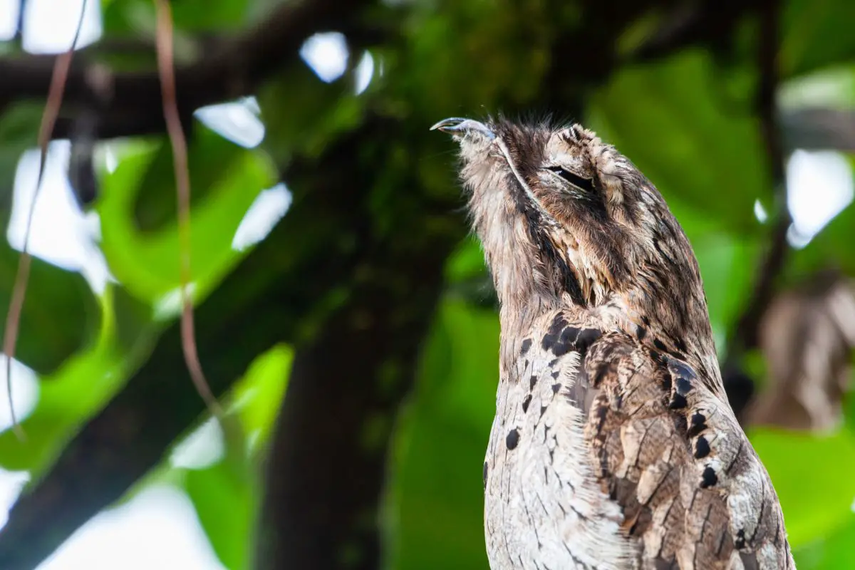 a Common Potoo bird with its head in the air