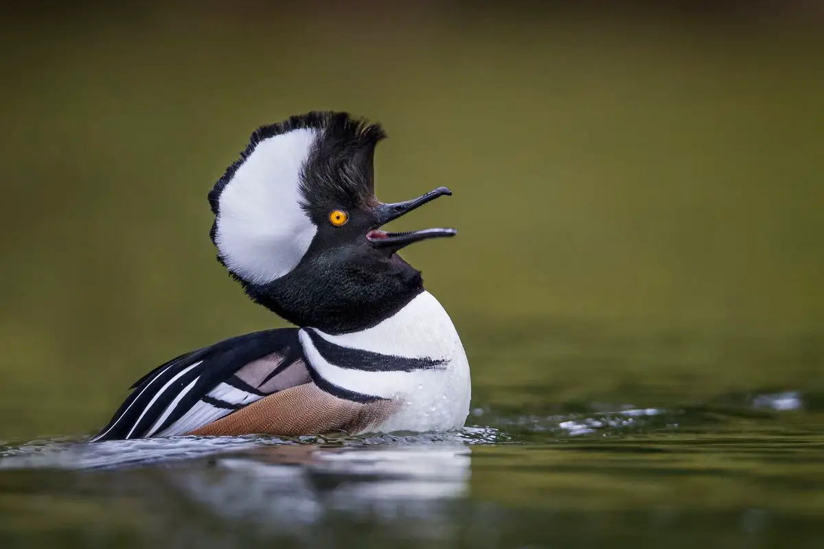 a Hooded Merganser in breeding plumage swimming