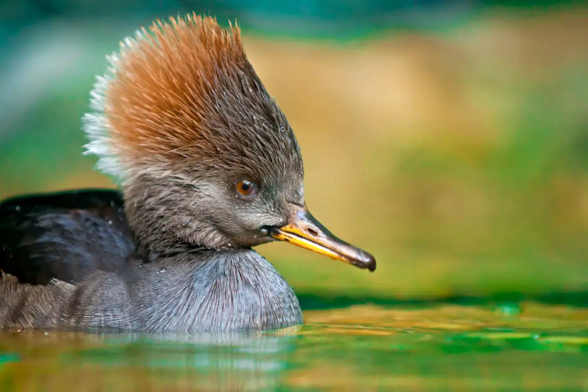 a female Hooded Merganser close up