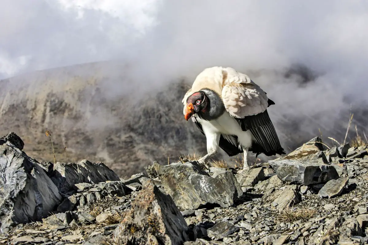 a King Vulture standing on a rocky hill