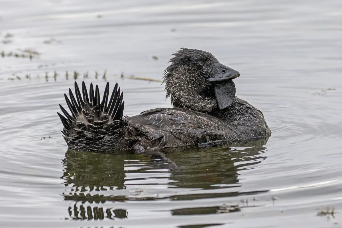 a male Musk Duck on water