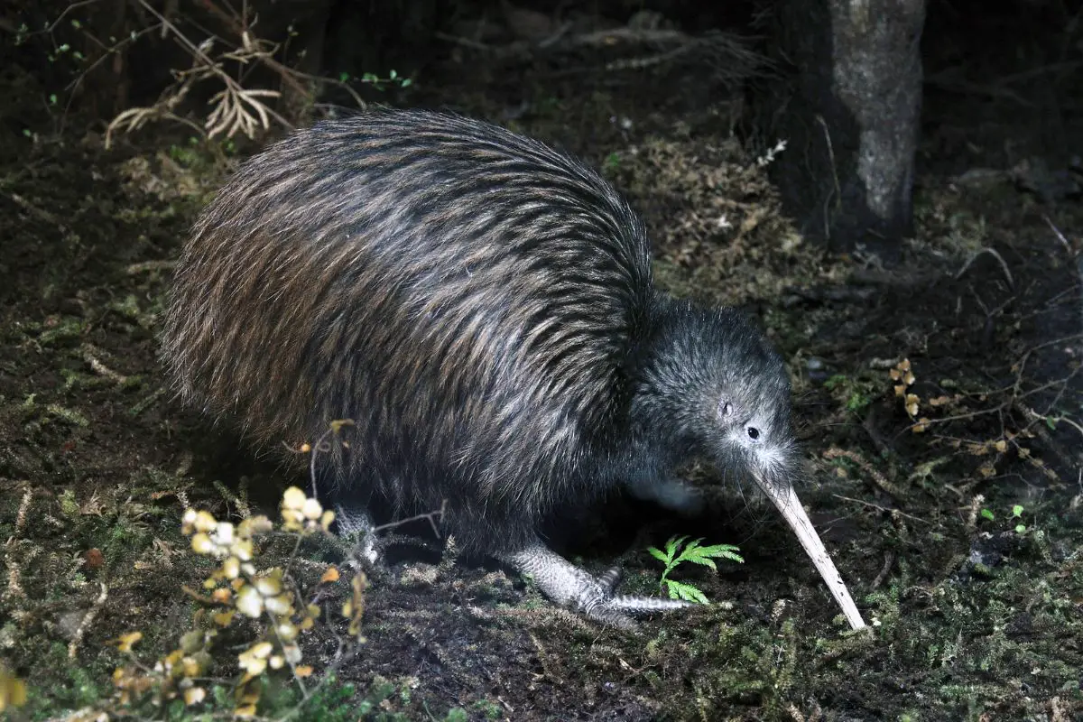 an unusual bird the North Island Brown Kiwi