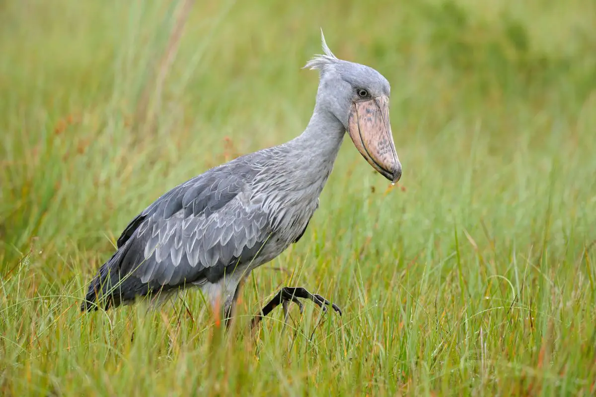 a Shoebill bird walking in tall green grass