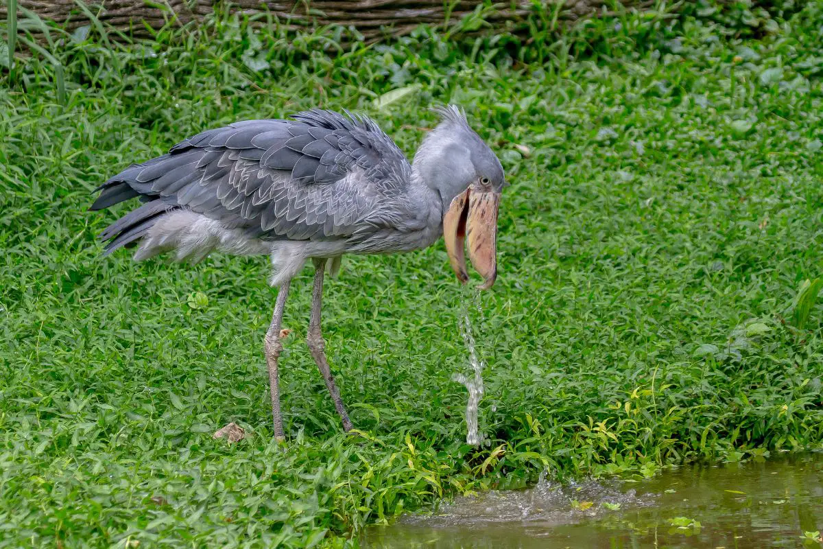 a Shoebill bird fishing