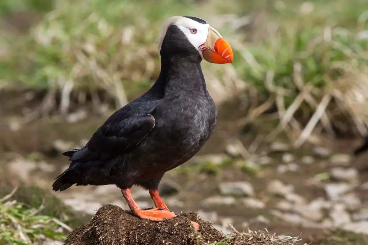 a Tufted Puffin standing on a mound of dirt