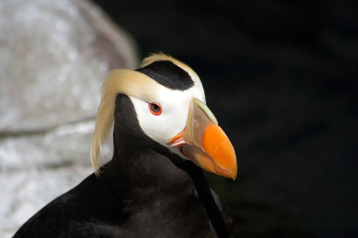 a Tufted Puffin close up
