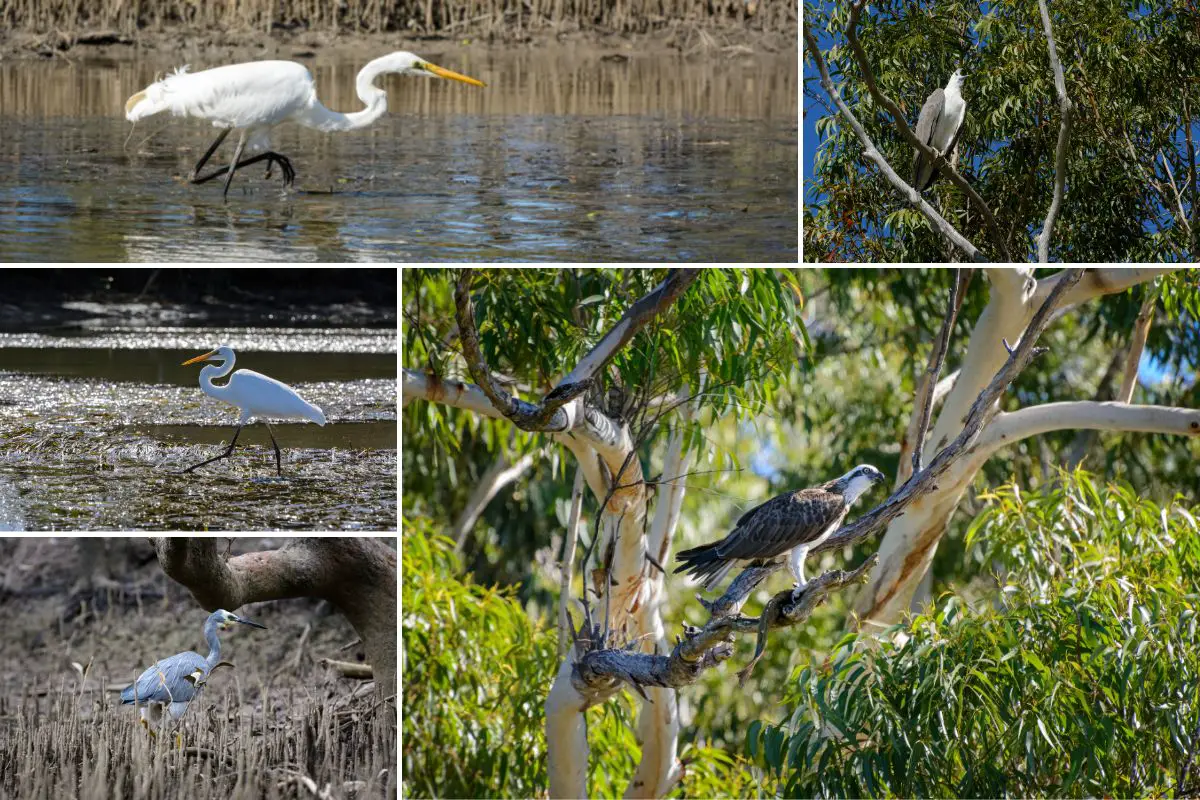 clockwise from the top left - an Egret, a white-bellied sea eagle, an osprey, a white-faced heron, and an Egret