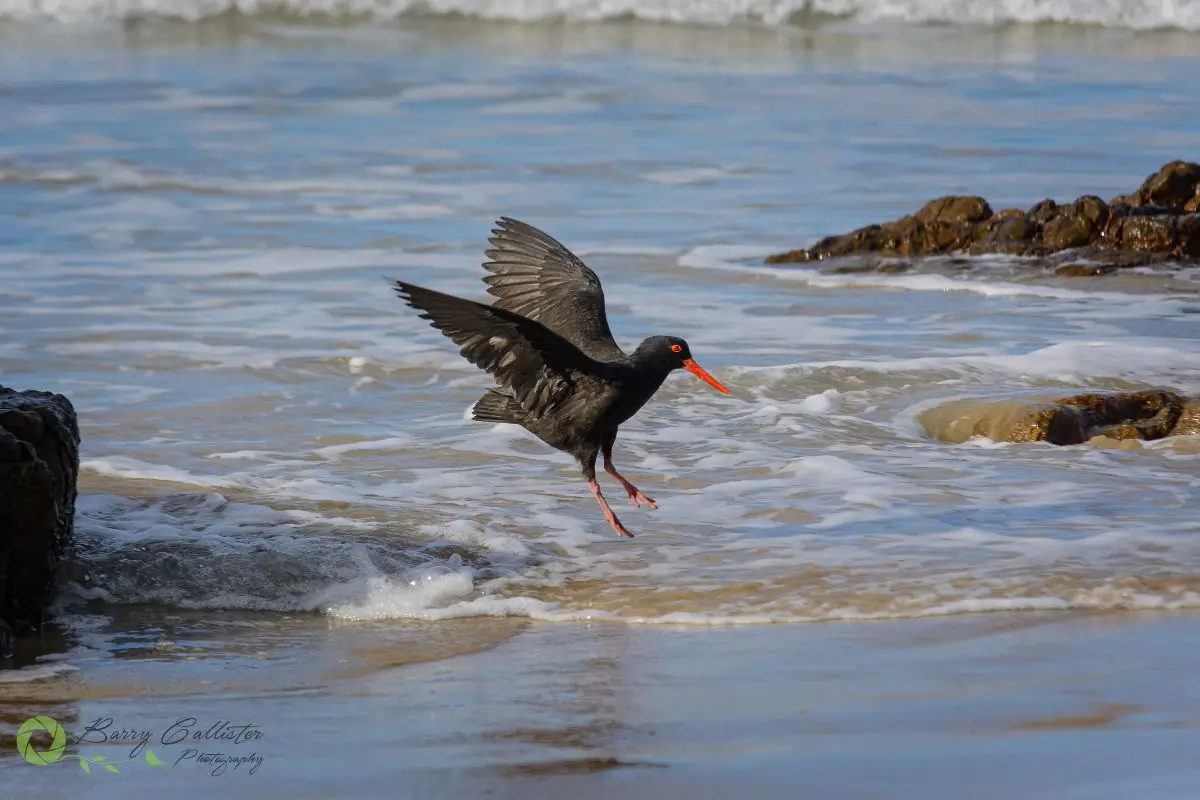 a Sooty Oystercatcher landing in water between rocks