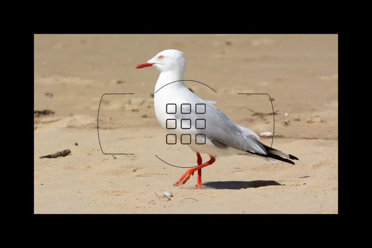 a Silver Gull walking on sand as seen through a camera viewfinder with 9 focus points overlayed