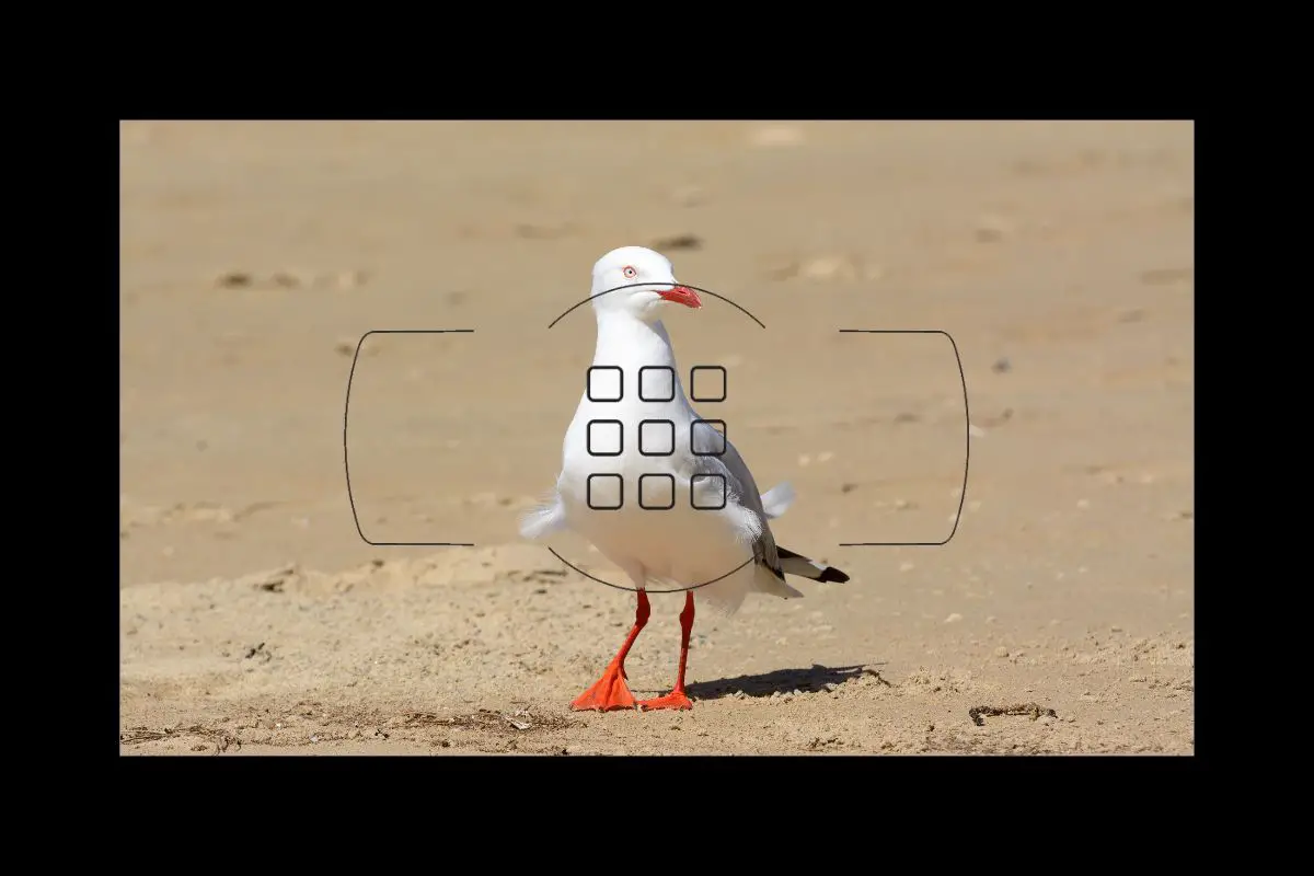 a Silver Gull walking on sand as seen through a camera viewfinder with 9 focus points overlayed