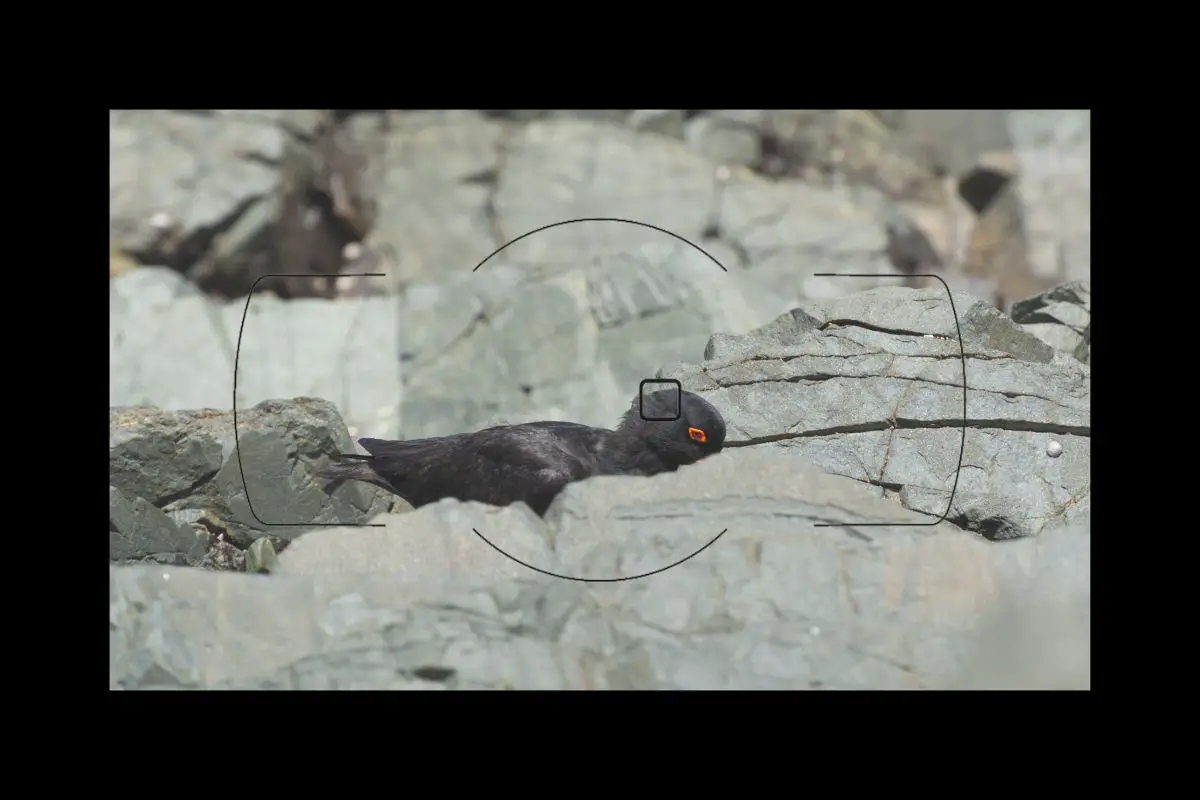 a Sooty Oystercatcher behind rocks as viewed through a camera viewfinder with focus point overlay