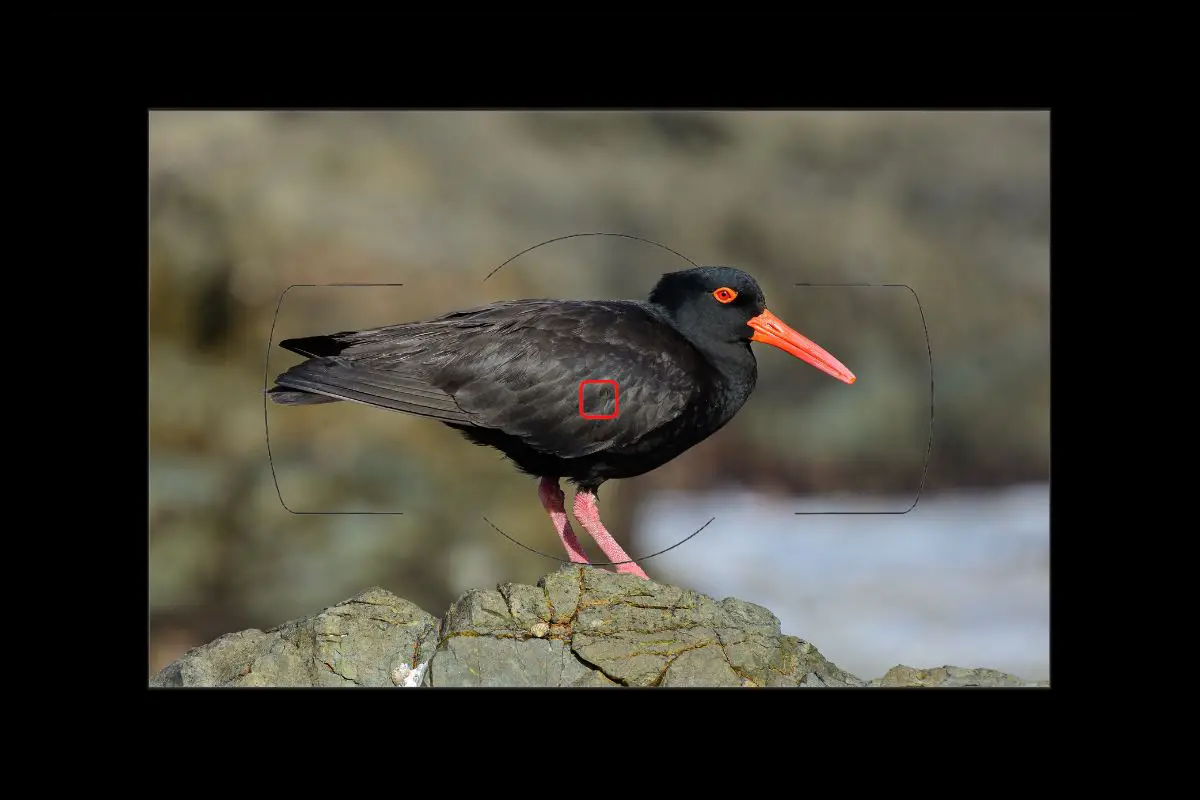 a Sooty Oystercatcher standing on a rock as seen through a camera viewfinder with a focus point overlayed