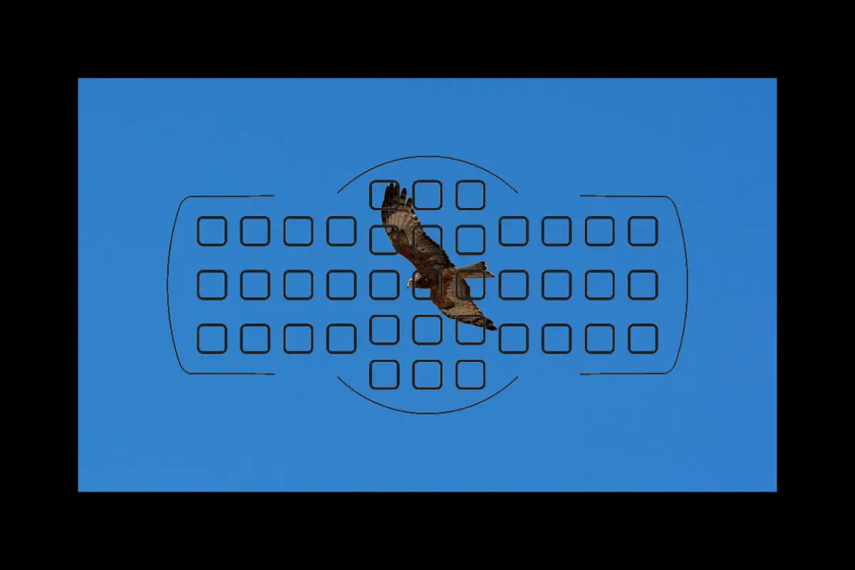 a Square-tailed Kite flying in a clear blue sky as seen through a camera viewfinder with focus points overlayed