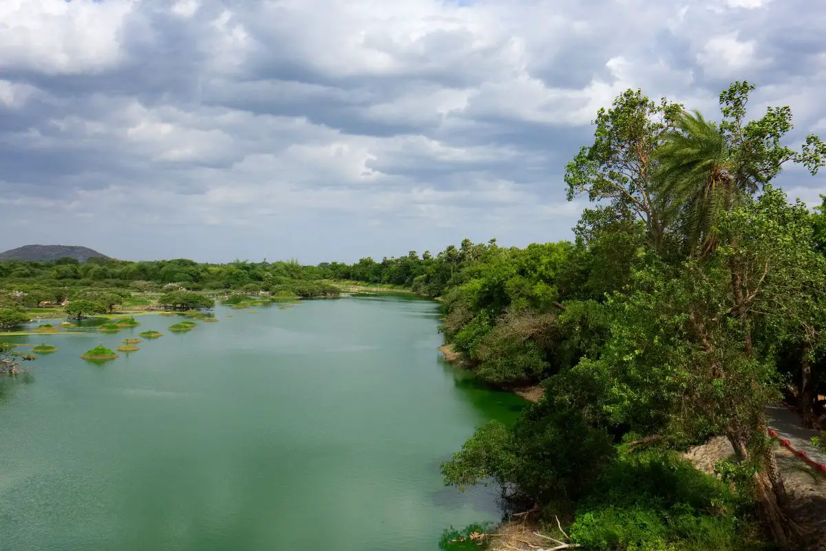 a view of a river and jungle in Vendanthangal Bird Sanctuary in India