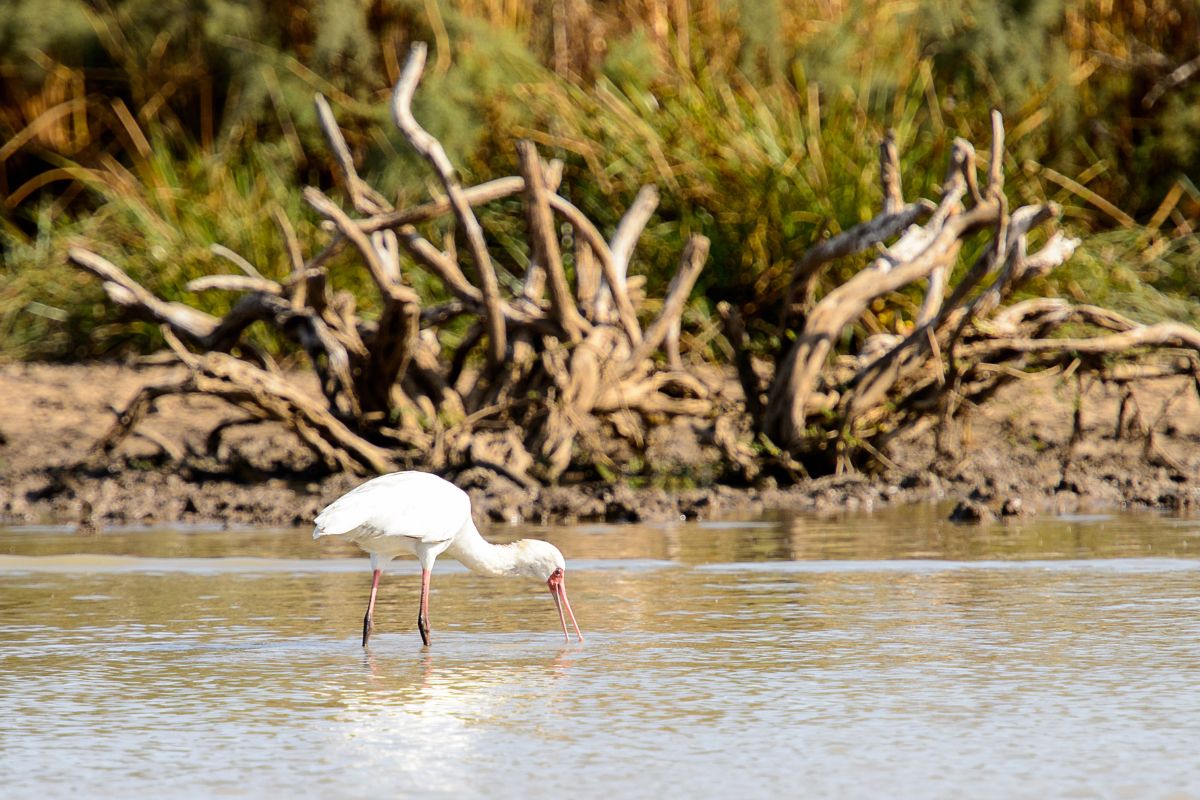 an African Spoonbill wading through water 