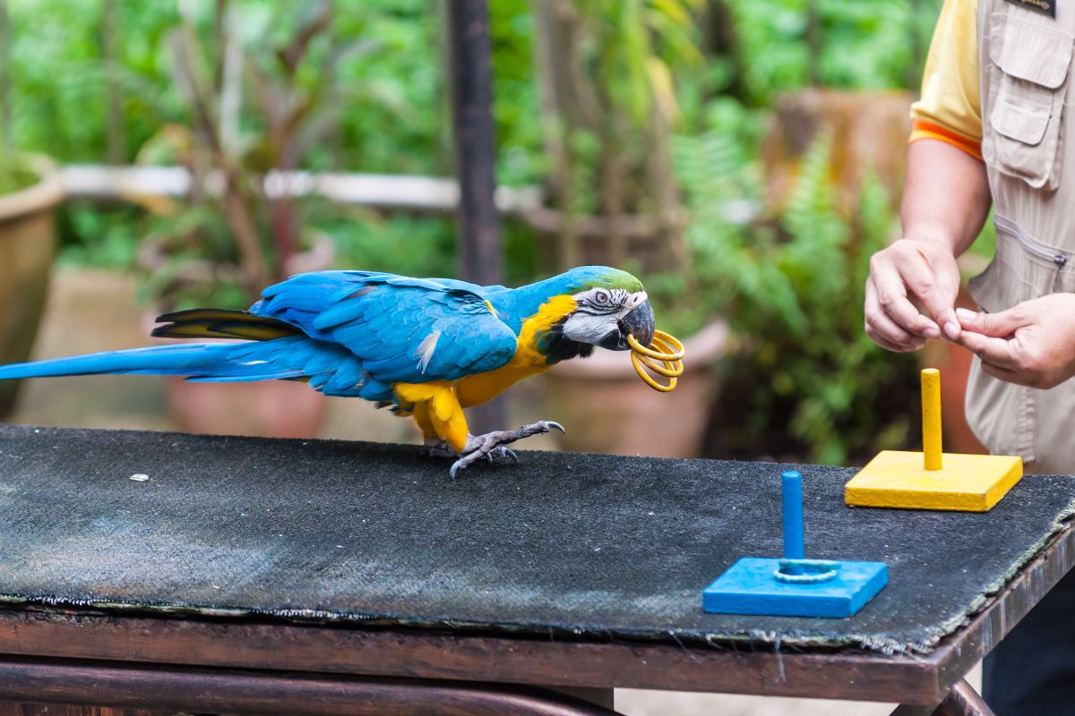 a Blue and Yellow Macaw carrying yellow rings in its beak